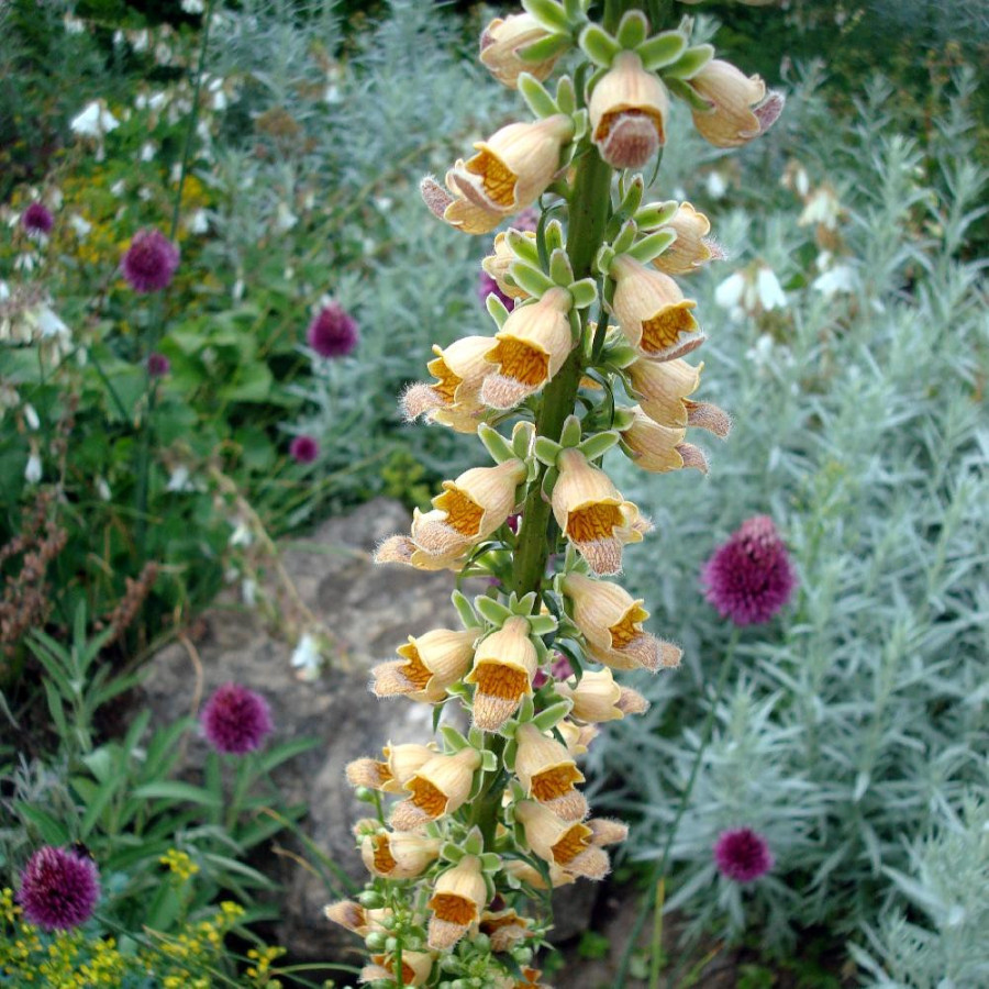 plantes-vivaces-digitalis-lanata-digitale-laineuse-en-vente-pepiniere-lepage-