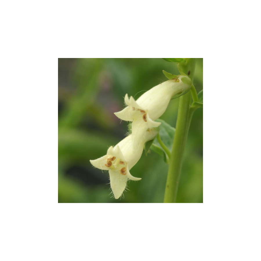 plantes-vivaces-digitalis-lutea-digitale-jaune-en-vente-pepiniere-lepage-