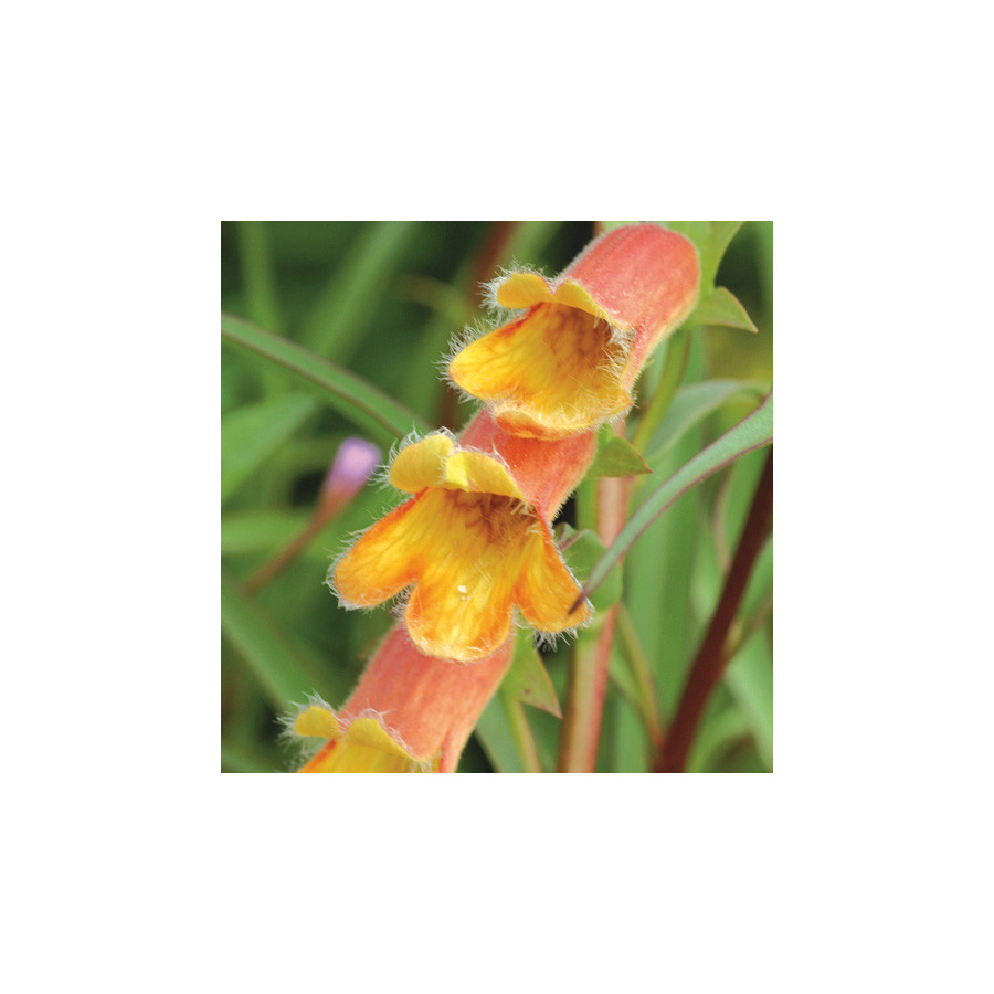 plantes-vivaces-digitalis-obscura-digitale-obscure-en-vente-pepiniere-lepage-
