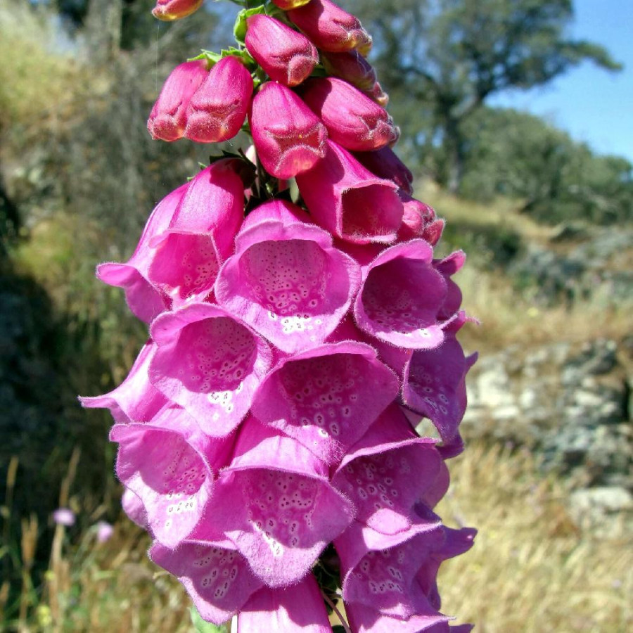 Plantes Vivaces DIGITALIS purpurea - Digitale Pourpre en vente - Pépinière Lepage .