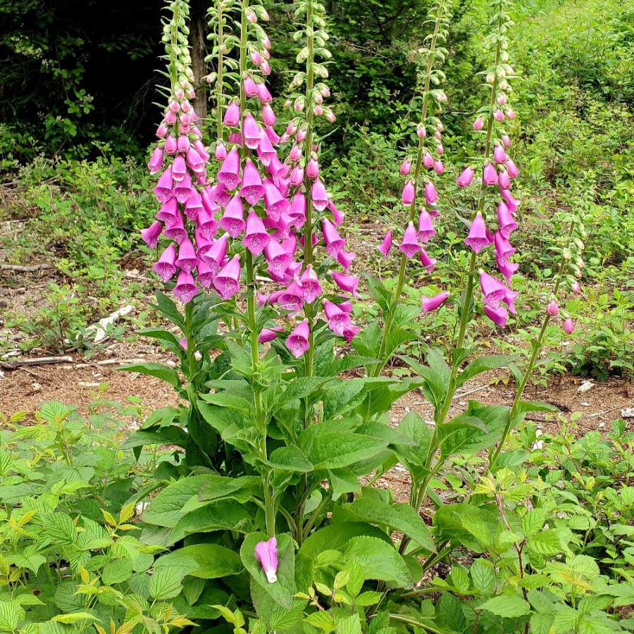 Plantes Vivaces DIGITALIS purpurea - Digitale Pourpre en vente - Pépinière Lepage .