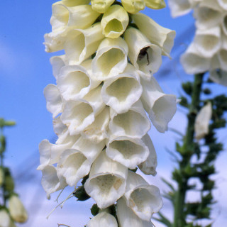 plantes-vivaces-digitalis-purpurea-alba-digitale-en-vente-pepiniere-lepage-