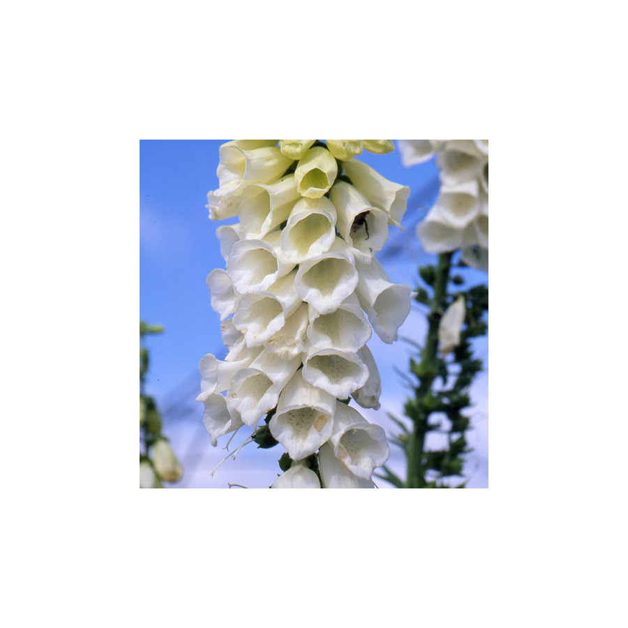 Plantes Vivaces DIGITALIS purpurea 'Alba' - Digitale en vente - Pépinière Lepage .