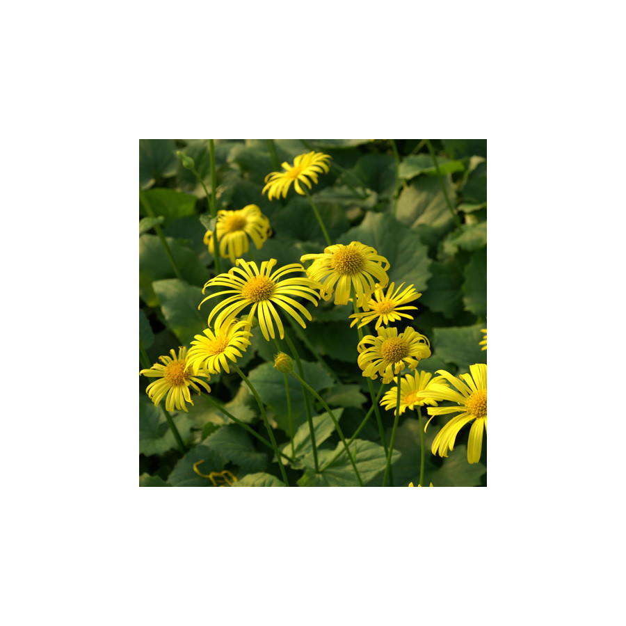 Plantes Vivaces DORONICUM orientale 'Magnificum' - Doronic en vente - Pépinière Lepage .