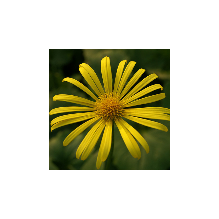 Plantes Vivaces DORONICUM orientale 'Magnificum' - Doronic en vente - Pépinière Lepage .