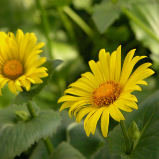 Plantes Vivaces DORONICUM orientale 'Magnificum' - Doronic en vente - Pépinière Lepage .
