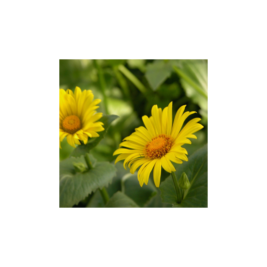 Plantes Vivaces DORONICUM orientale 'Magnificum' - Doronic en vente - Pépinière Lepage .