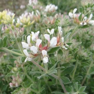 plantes-vivaces-dorycnium-hirsutum-dorycnie-hirsute-en-vente-pepiniere-lepage-