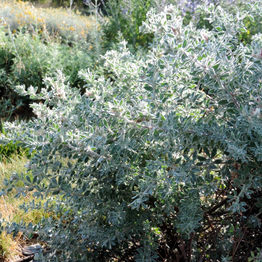 Plantes Vivaces DORYCNIUM hirsutum 'Fréjorgues' en vente - Pépinière Lepage .