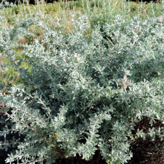 Plantes Vivaces DORYCNIUM hirsutum 'Fréjorgues' en vente - Pépinière Lepage .