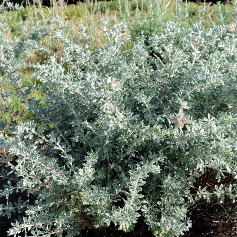 Plantes Vivaces DORYCNIUM hirsutum 'Fréjorgues' en vente - Pépinière Lepage .
