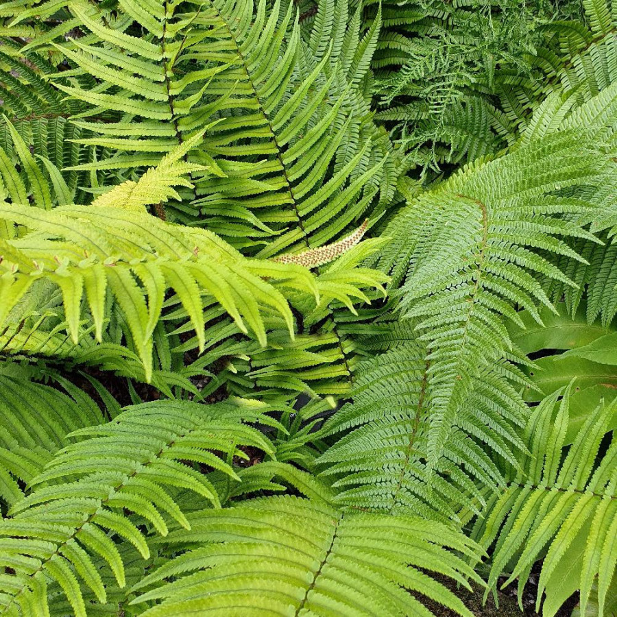 plantes-vivaces-dryopteris-cycadina-atrata-fougere-en-vente-pepiniere-lepage-