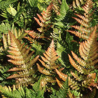 plantes-vivaces-dryopteris-erythrosora-fougere-en-vente-pepiniere-lepage-