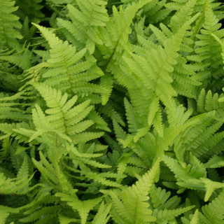 plantes-vivaces-dryopteris-filix-mas-fougere-male-en-vente-pepiniere-lepage-
