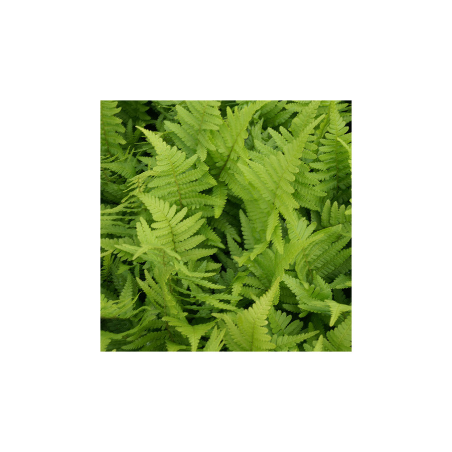 plantes-vivaces-dryopteris-filix-mas-fougere-male-en-vente-pepiniere-lepage-
