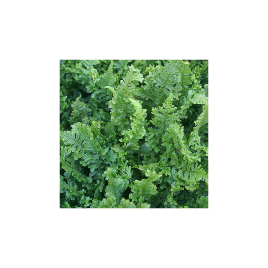 plantes-vivaces-dryopteris-filix-mas-cristata-fougere-male-en-vente-pepiniere-lepage-