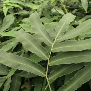 plantes-vivaces-dryopteris-sieboldii-fougere-en-vente-pepiniere-lepage-