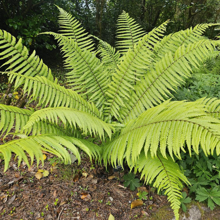 plantes-vivaces-dryopteris-wallichiana-fougere-en-vente-pepiniere-lepage-