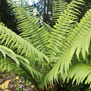 plantes-vivaces-dryopteris-wallichiana-fougere-en-vente-pepiniere-lepage-
