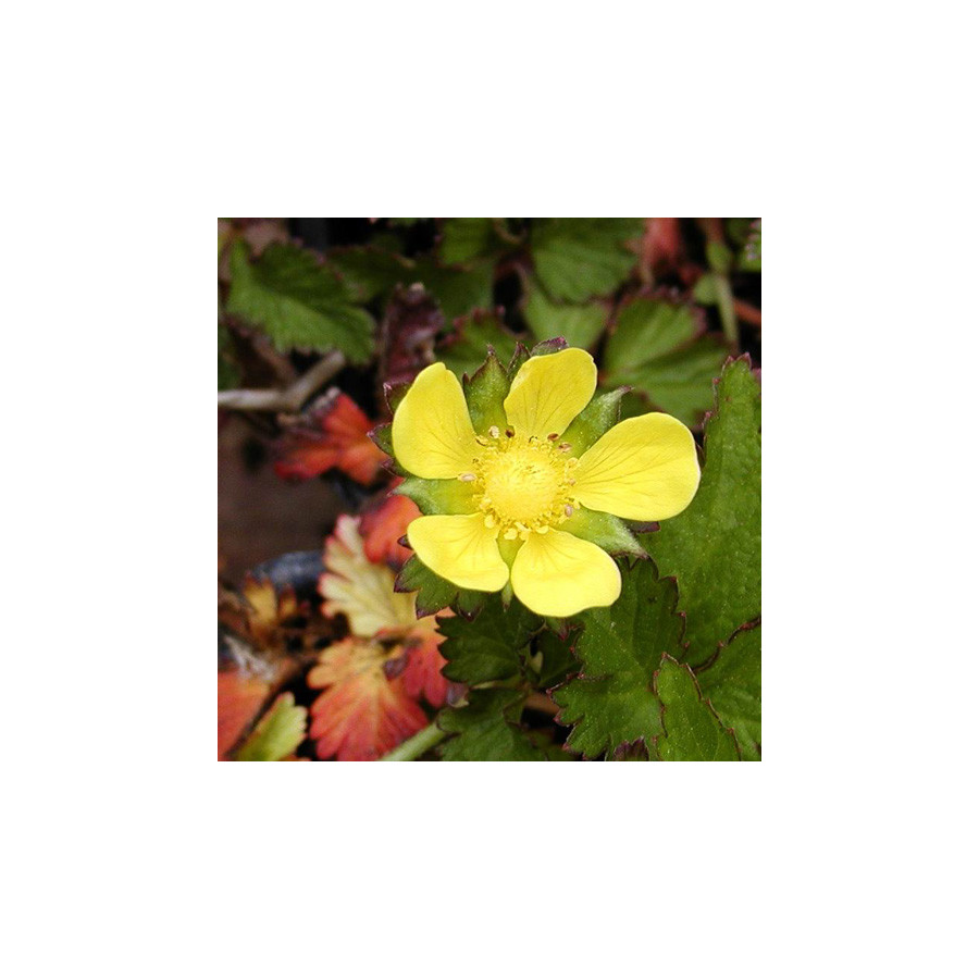 Plantes Vivaces DUCHESNEA indica - Faux fraisier en vente - Fraisier des Indes en vente - Pépinière Lepage .