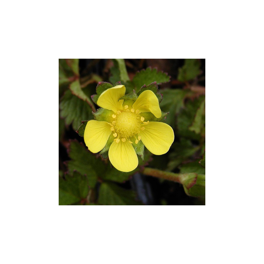 Plantes Vivaces DUCHESNEA indica - Faux fraisier en vente - Fraisier des Indes en vente - Pépinière Lepage .