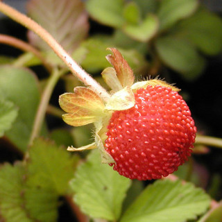 Plantes Vivaces DUCHESNEA indica - Faux fraisier en vente - Fraisier des Indes en vente - Pépinière Lepage .
