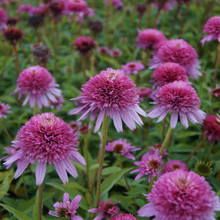 plantes-vivaces-echinacea-butterfly-kisses-R-en-vente-pepiniere-lepage-