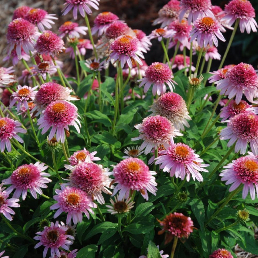 Plantes Vivaces ECHINACEA 'Butterfly Kisses' ® en vente - Pépinière Lepage .