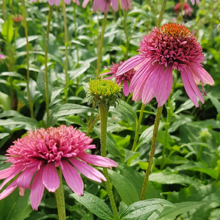 Plantes Vivaces ECHINACEA 'Butterfly Kisses' ® en vente - Pépinière Lepage .