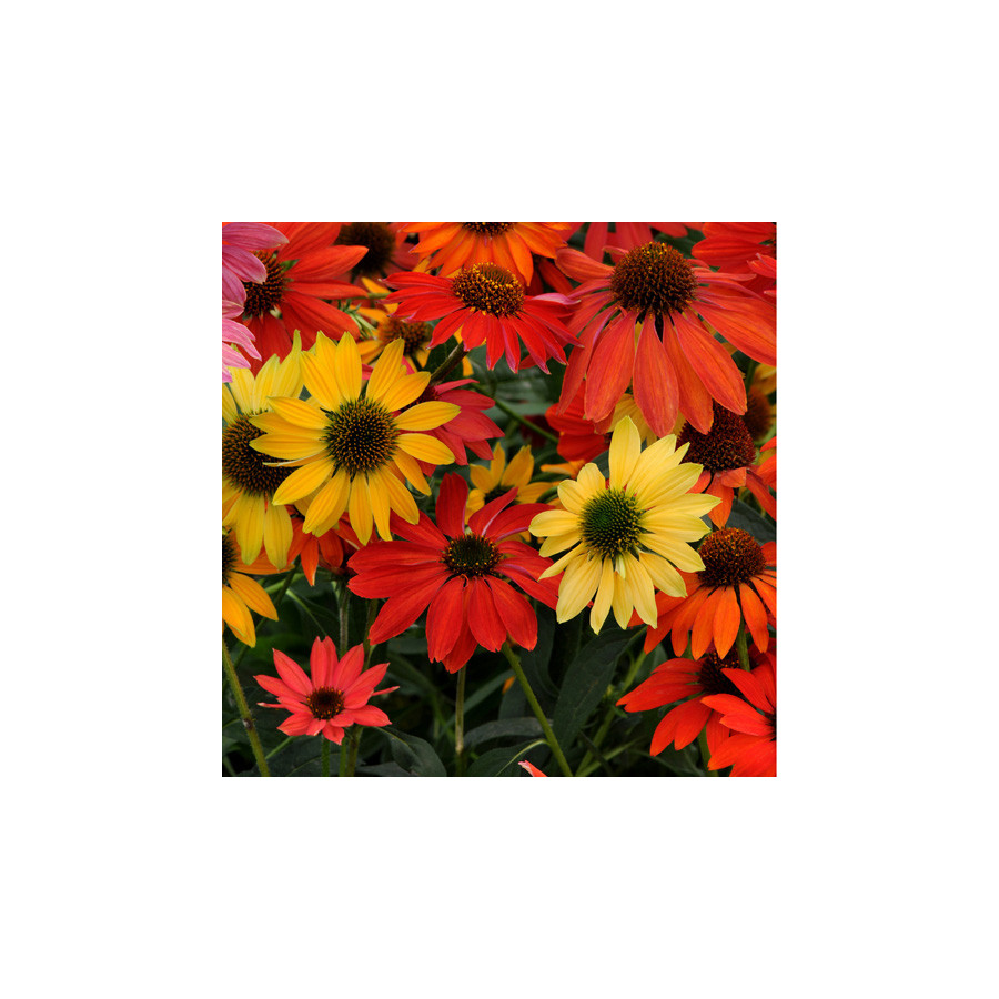 Plantes Vivaces ECHINACEA 'Cheyenne Spirit' - Rudbeckia Pourpre en vente - Pépinière Lepage .