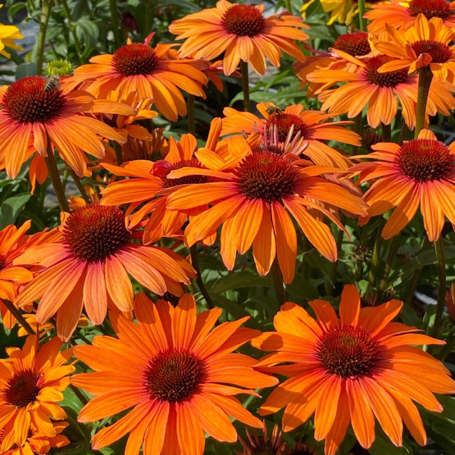 ECHINACEA 'Clementine' ® (SunSeekers series)