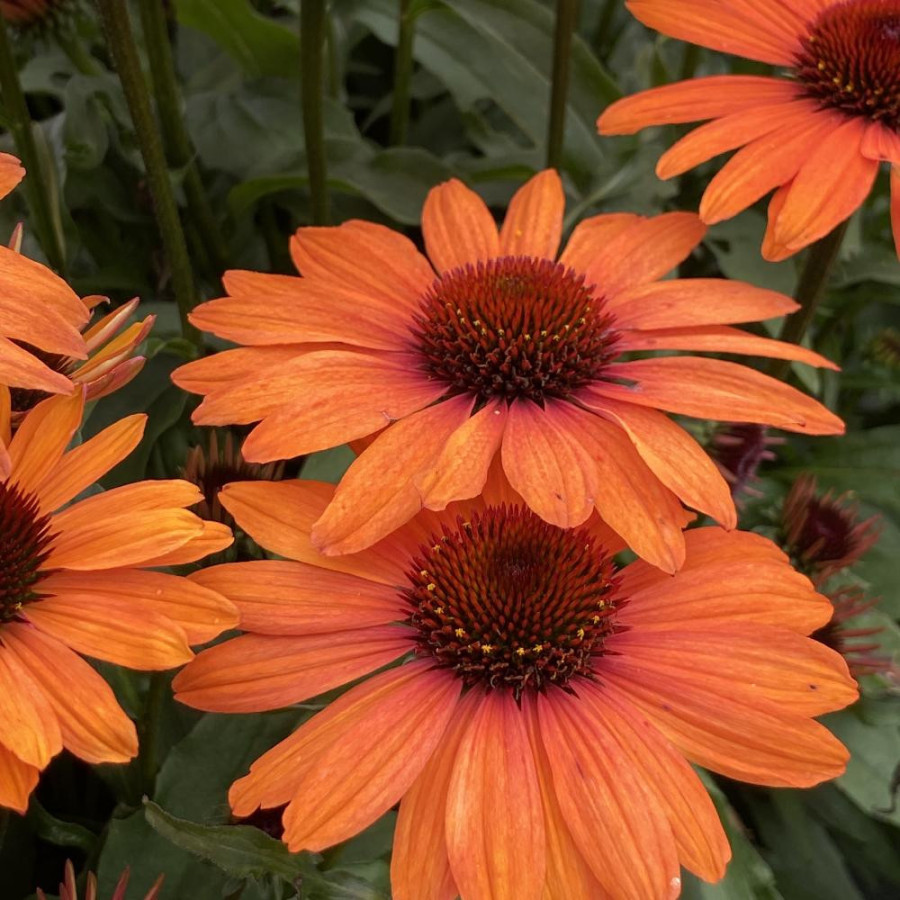 ECHINACEA 'Clementine' ® (SunSeekers series)