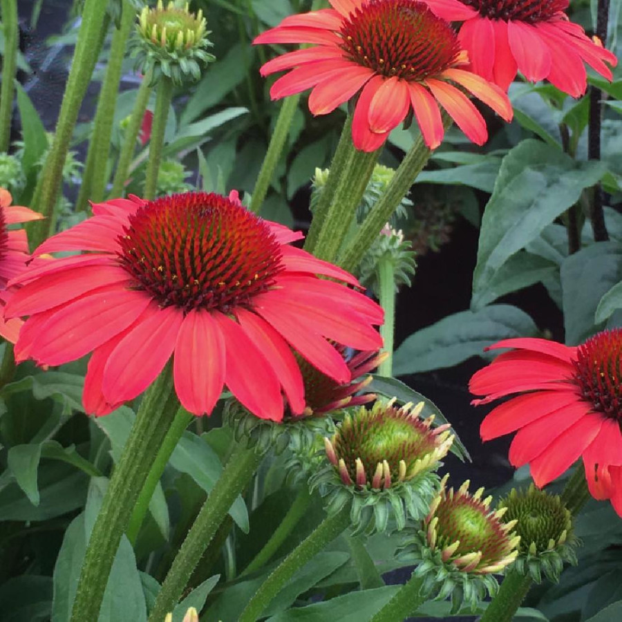 ECHINACEA 'Coral' ® (SunSeekers series)