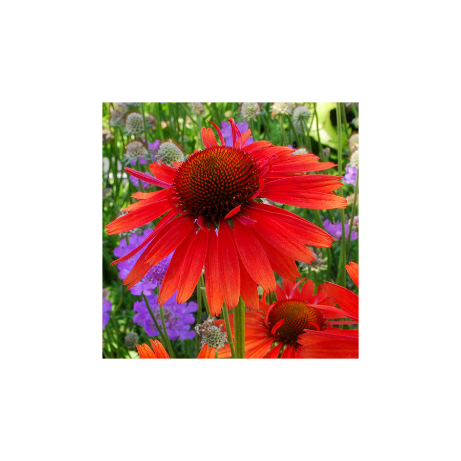 plantes-vivaces-echinacea-hot-lava-R-rudbeckia-pourpre-en-vente-pepiniere-lepage-