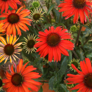plantes-vivaces-echinacea-hot-summer-R-rudbeckia-pourpre-en-vente-pepiniere-lepage-