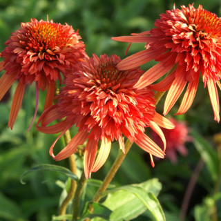 plantes-vivaces-echinacea-irresistible-R-rudbeckia-pourpre-en-vente-pepiniere-lepage-