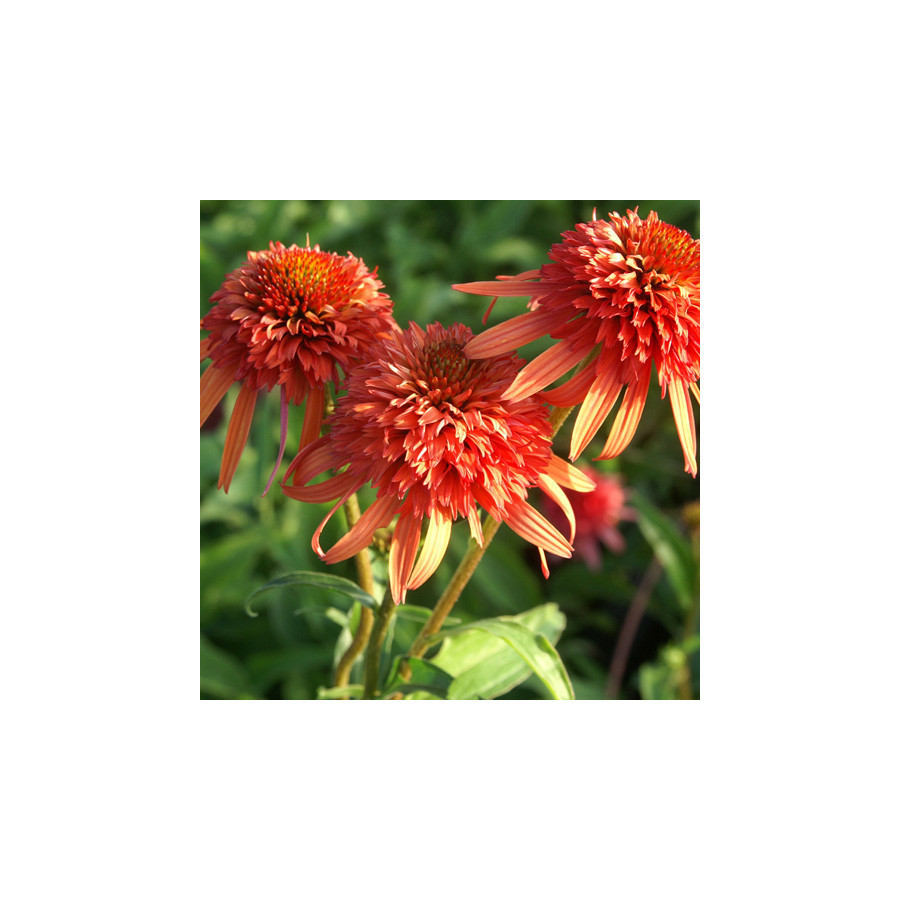 Plantes Vivaces ECHINACEA 'Irresistible' ® - Rudbeckia Pourpre en vente - Pépinière Lepage .