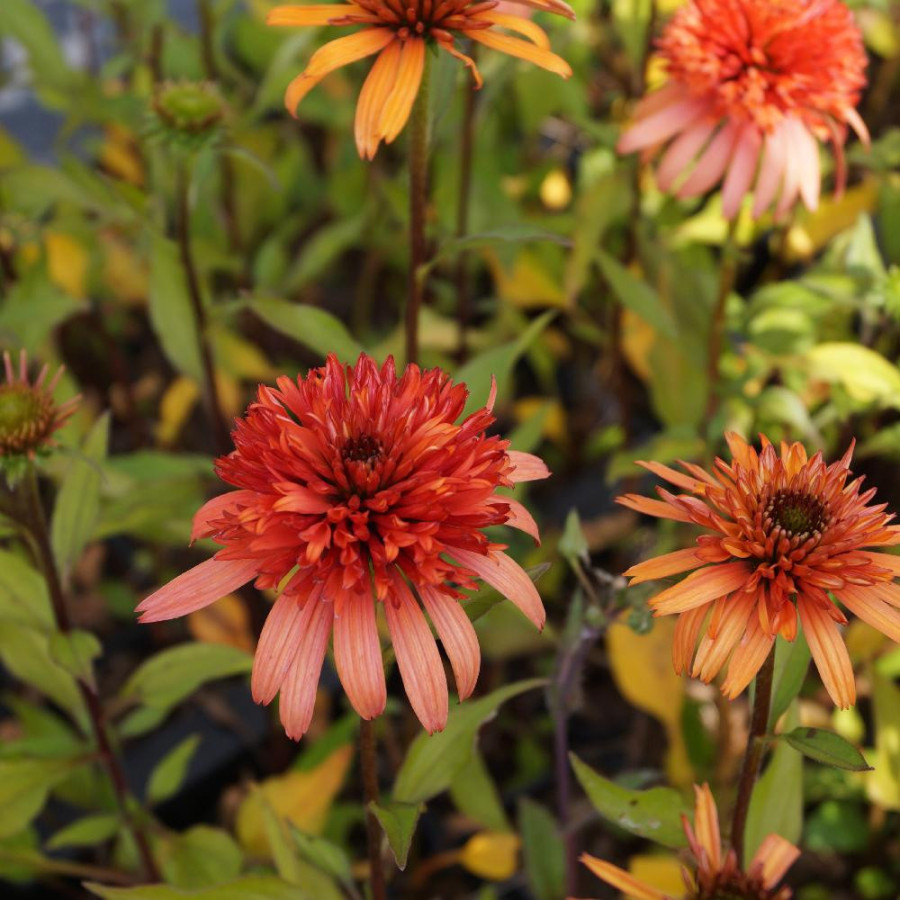 Plantes Vivaces ECHINACEA 'Irresistible' ® - Rudbeckia Pourpre en vente - Pépinière Lepage .