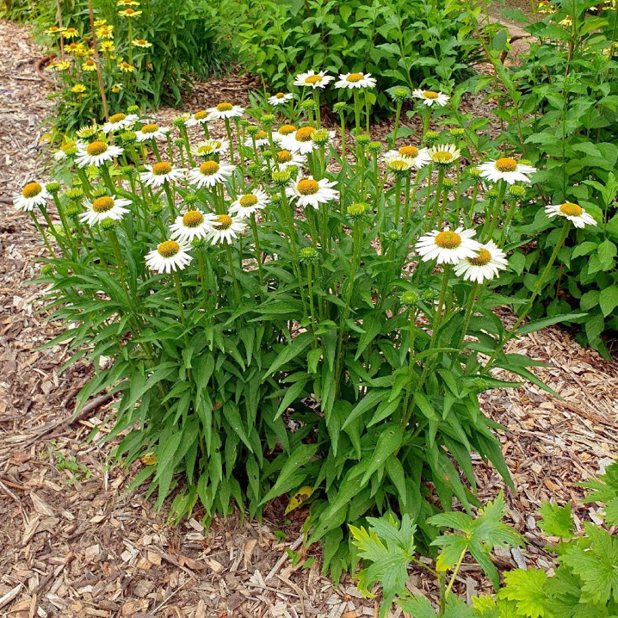 ECHINACEA 'Kismet White' ®