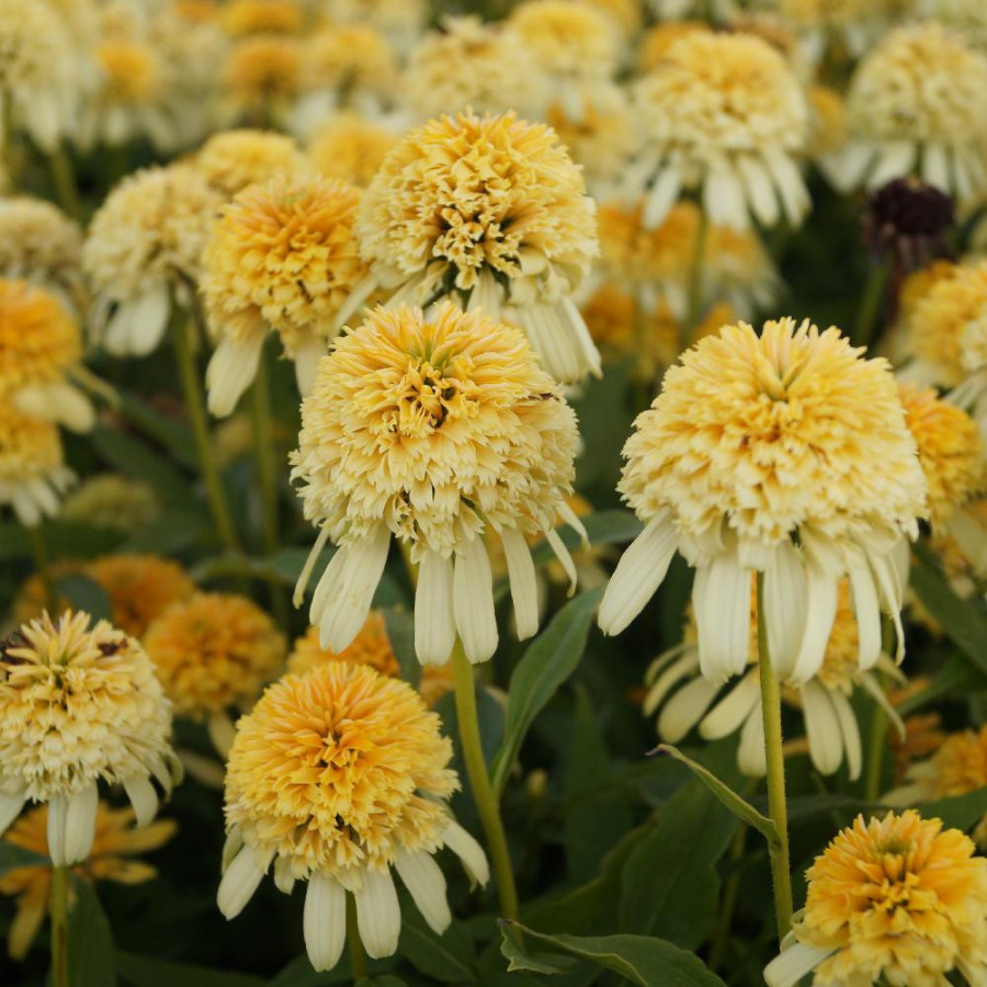 Plantes Vivaces ECHINACEA 'Lemon Drop' en vente - Pépinière Lepage .