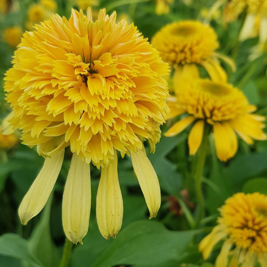 Plantes Vivaces ECHINACEA 'Lemon Drop' en vente - Pépinière Lepage .