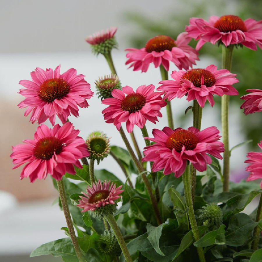 ECHINACEA 'Magenta' ® (SunSeekers series)