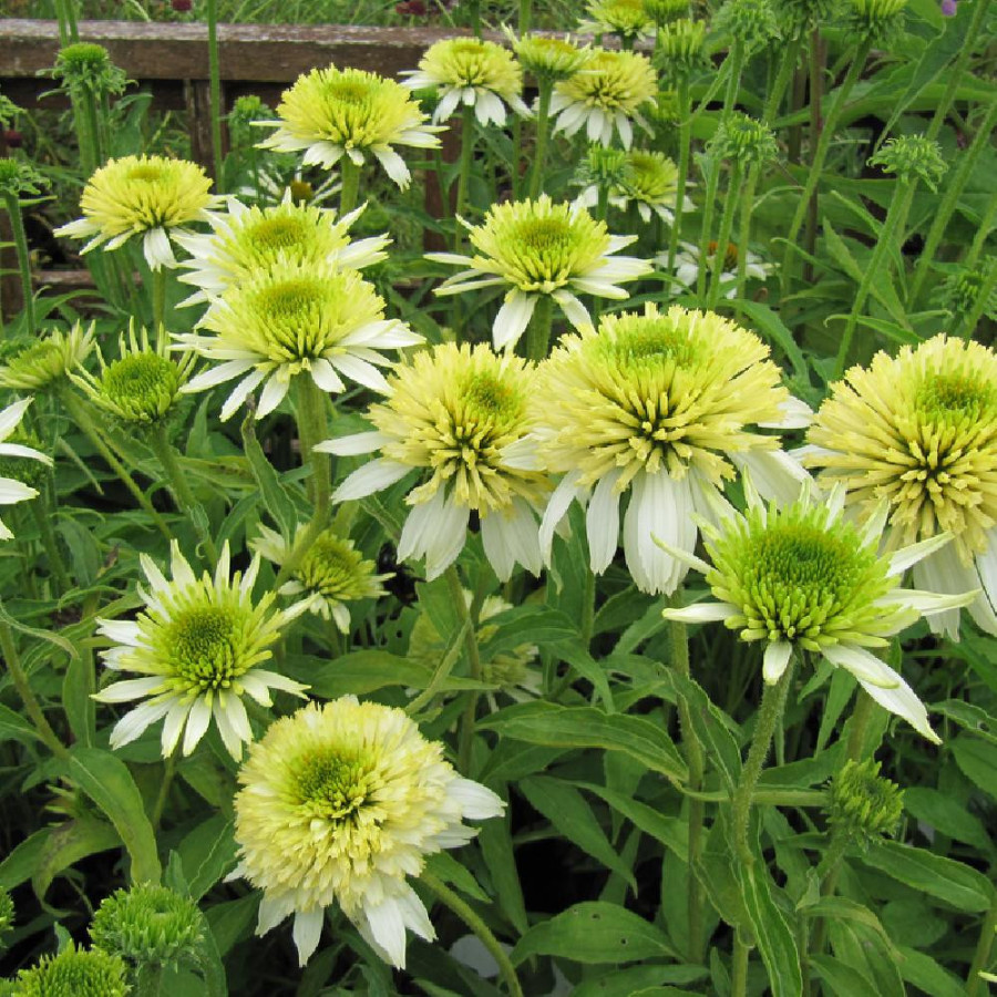 Plantes Vivaces ECHINACEA 'Meringue' ® en vente - Pépinière Lepage .