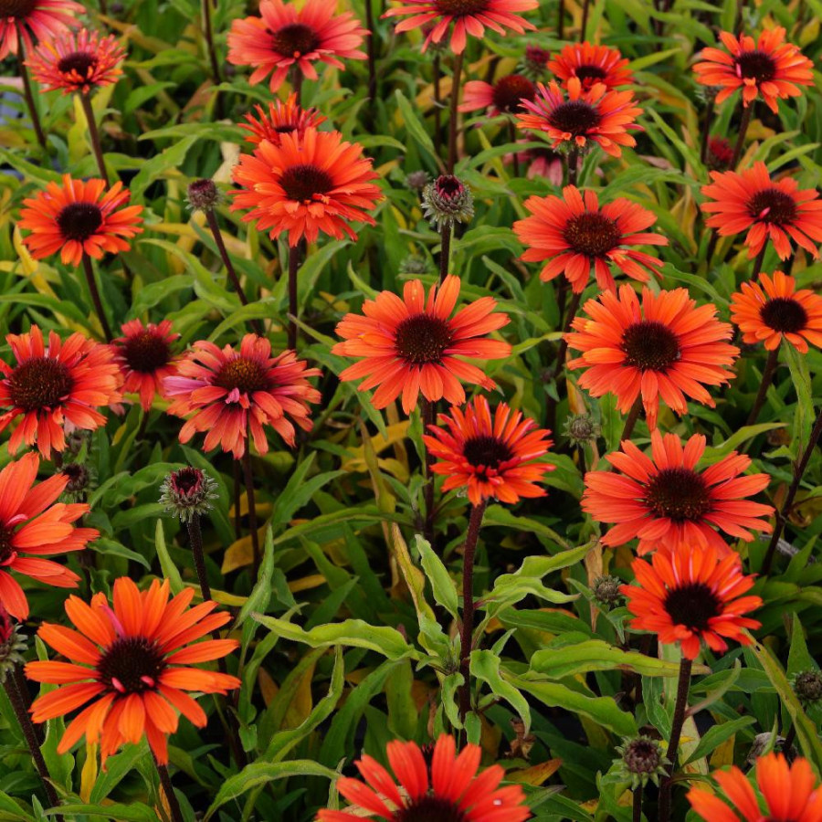 ECHINACEA 'Orange' ® (SunSeekers series)