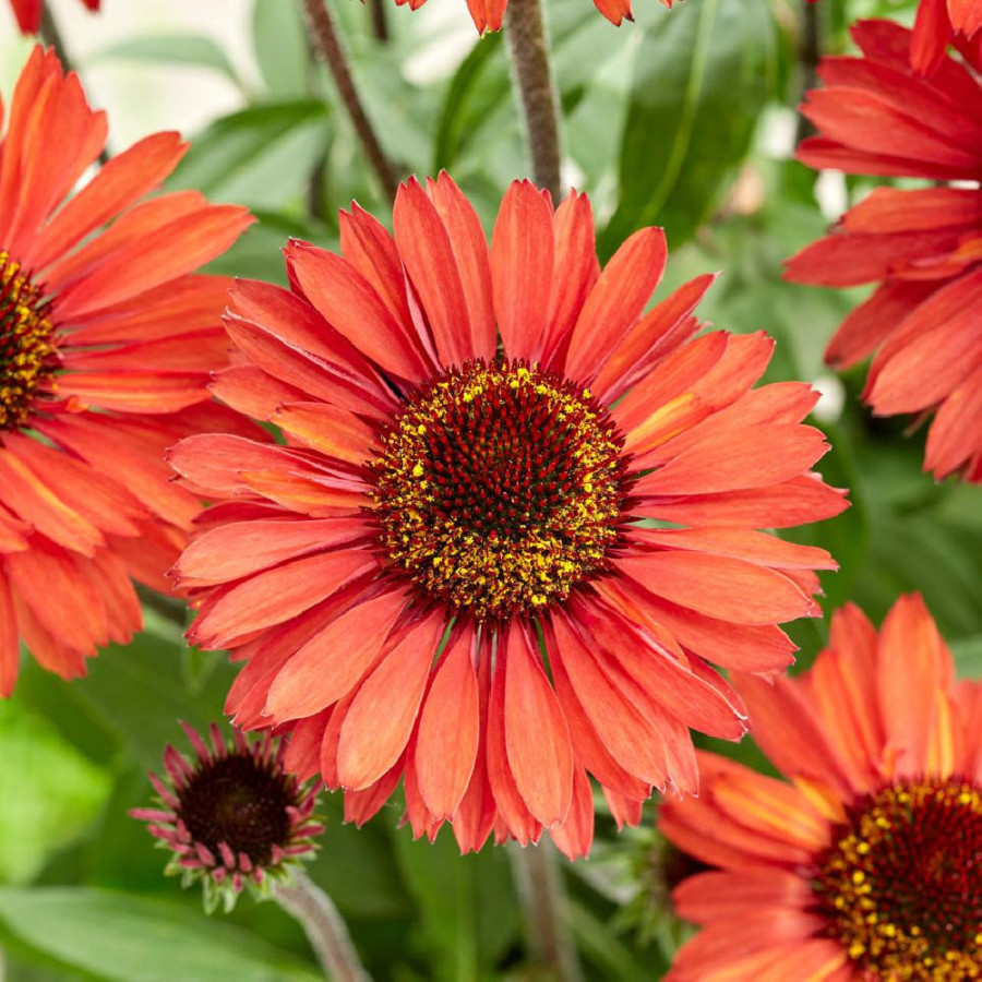 ECHINACEA 'Orange' ® (SunSeekers series)