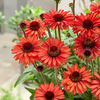 ECHINACEA 'Orange' ® (SunSeekers series)