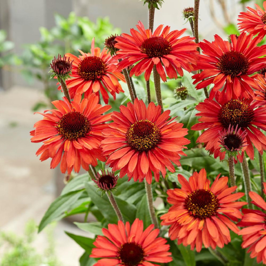 ECHINACEA 'Orange' ® (SunSeekers series)