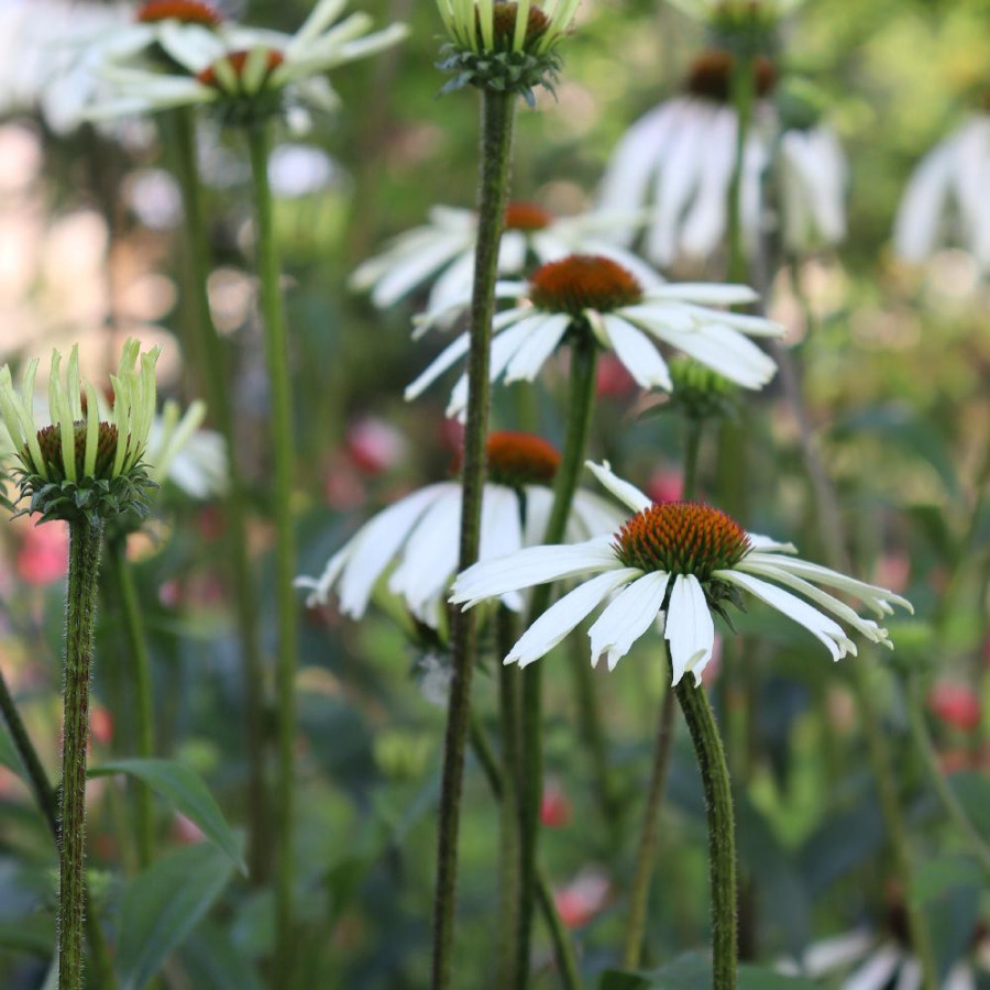 Plantes Vivaces ECHINACEA 'Pretty Parasols' ® - Rudbeckia pourpre en vente - Pépinière Lepage .