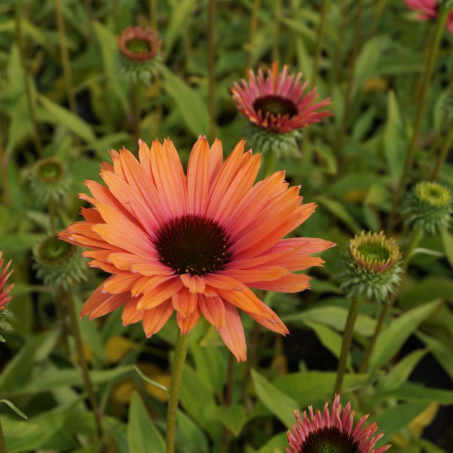 ECHINACEA 'Rainbow' ® (SunSeekers series)