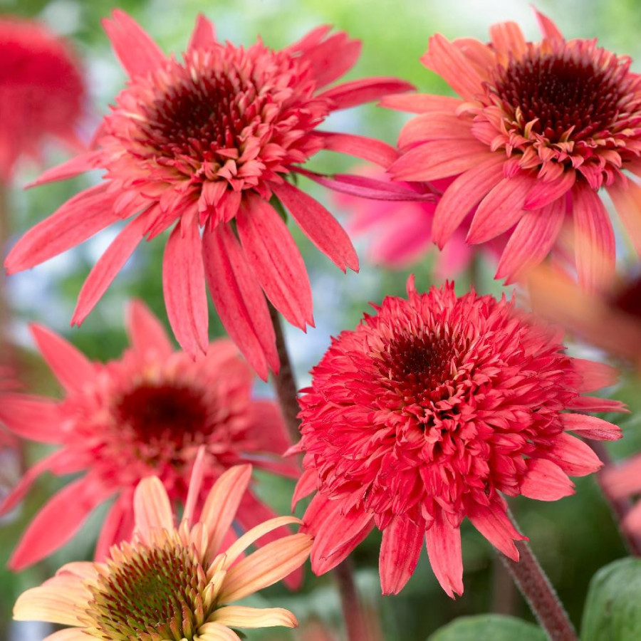 Plantes Vivaces ECHINACEA 'Raspberry Truffle' ® - Rudbeckia Pourpre en vente - Pépinière Lepage .